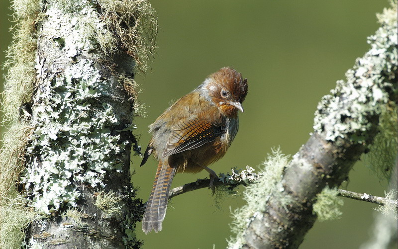 Actinodura morrisoniana