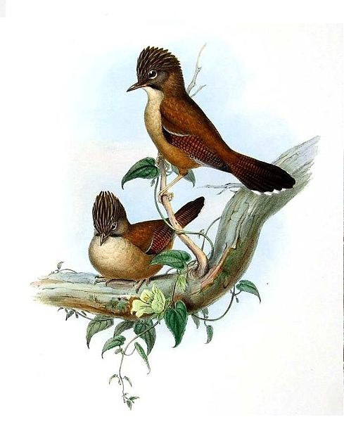 Actinodura nipalensis