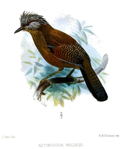 Actinodura waldeni