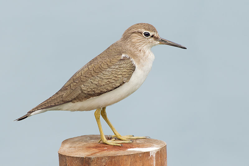 Actitis hypoleucos
