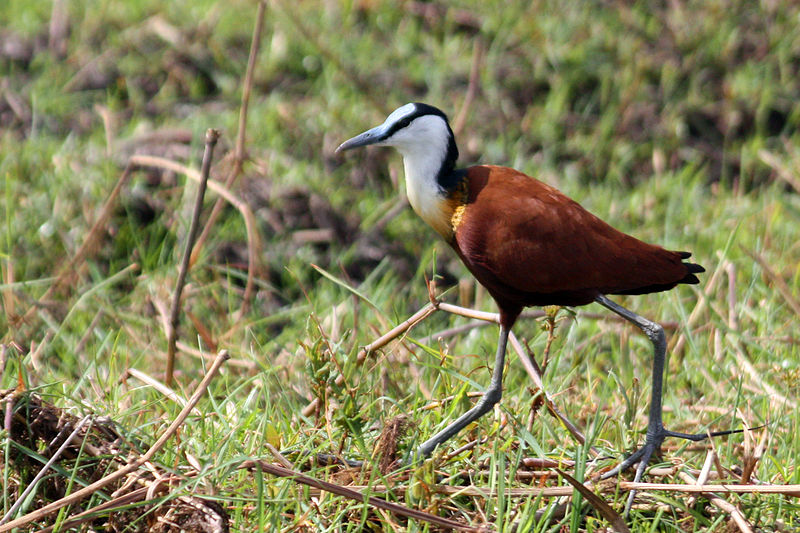Actophilornis africanus