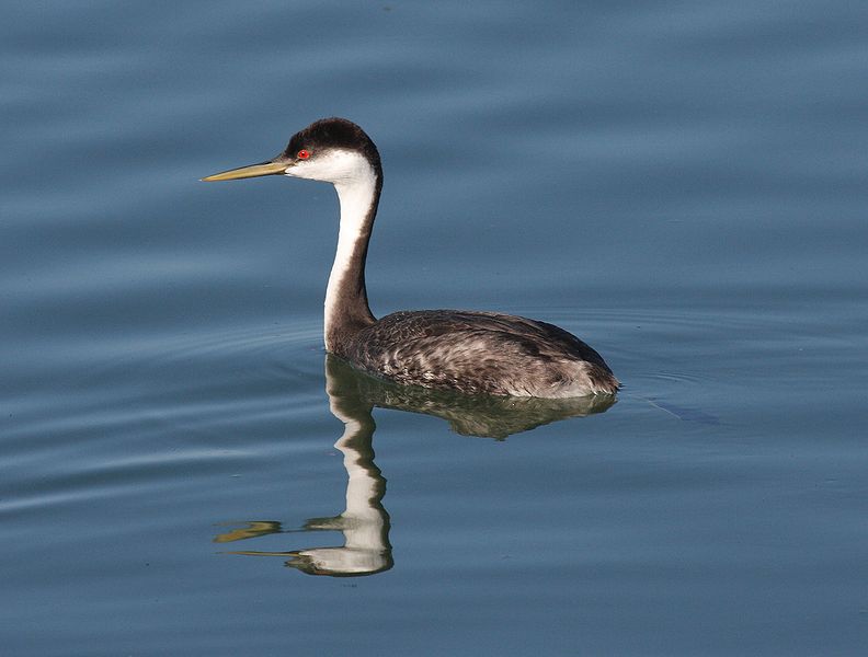 Aechmophorus occidentalis