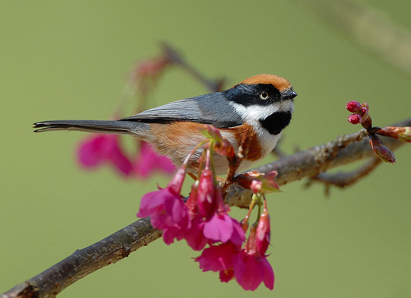 Aegithalos concinnus