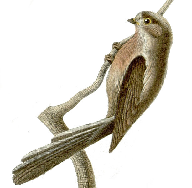 Aegithalos glaucogularis