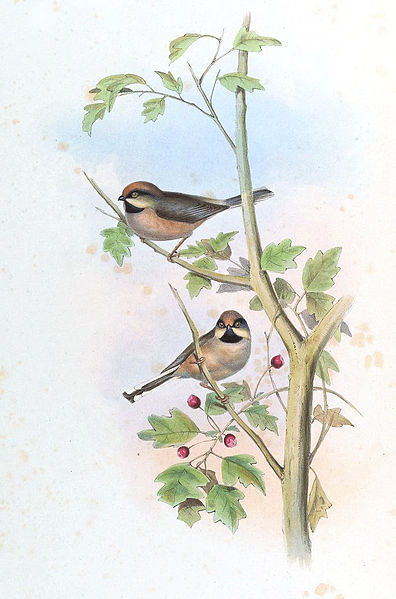 Aegithalos leucogenys