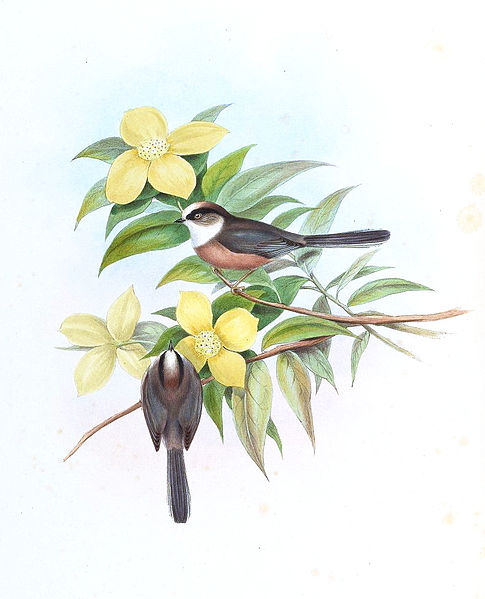 Aegithalos niveogularis