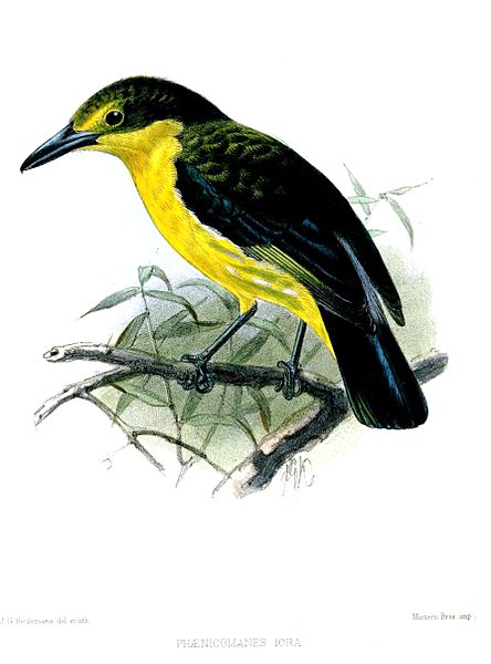 Aegithina lafresnayei