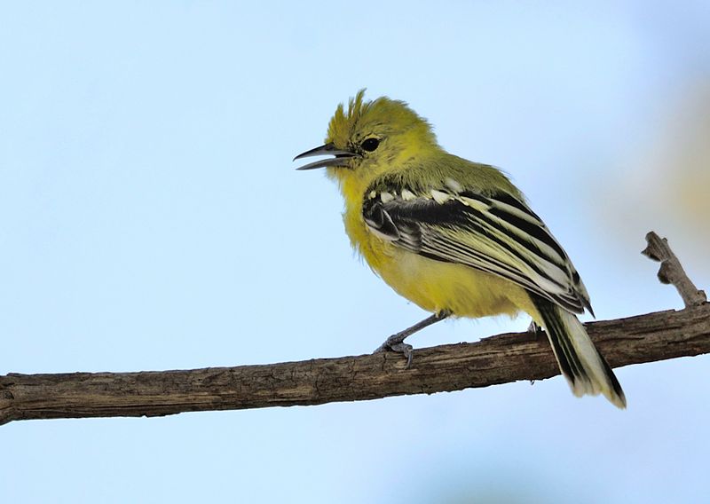 Aegithina nigrolutea