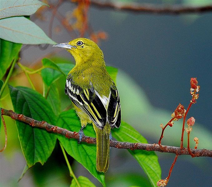 Aegithina tiphia