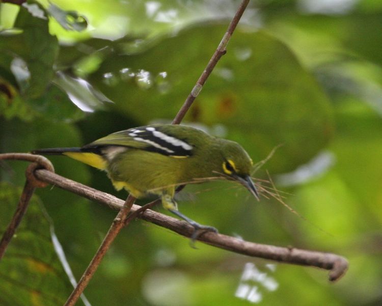 Aegithina viridissima