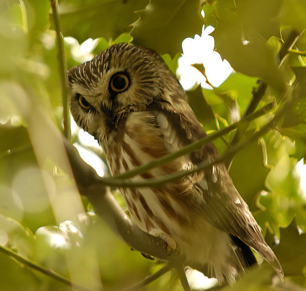 Aegolius acadicus