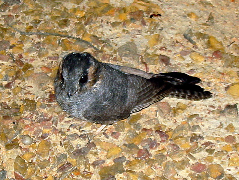 Aegotheles cristatus