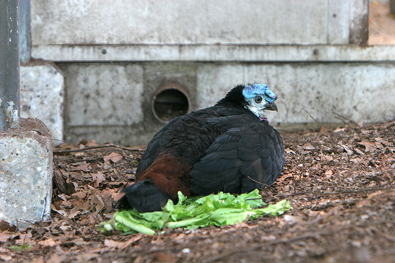 Aepypodius arfakianus