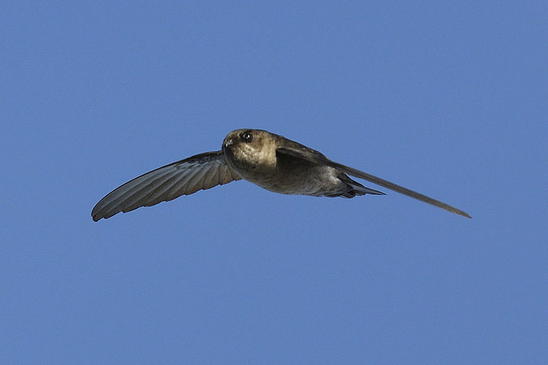 Aerodramus francicus