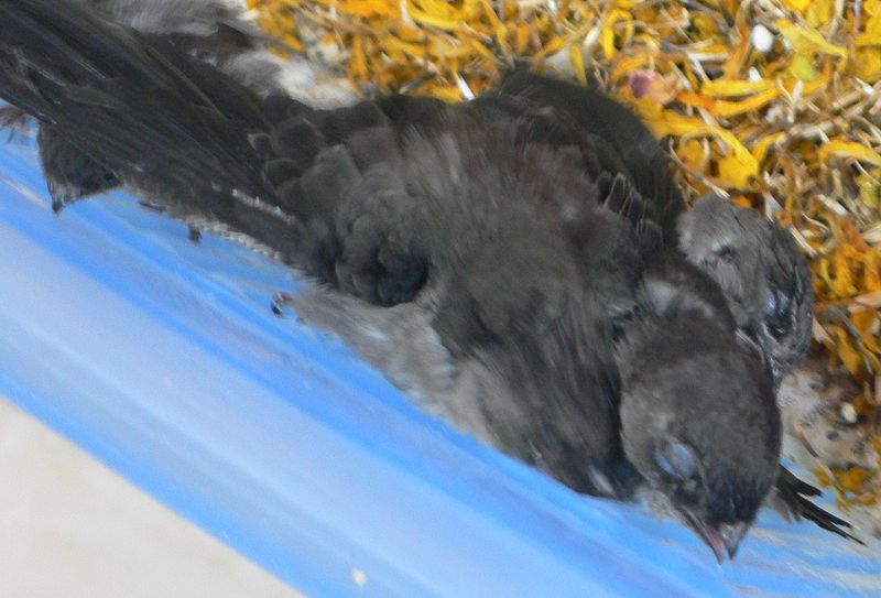Aerodramus germani