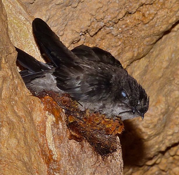 Aerodramus salangana