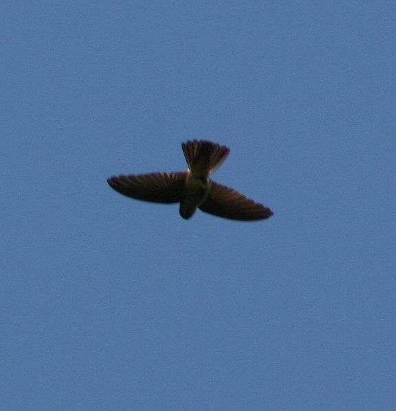 Aerodramus spodiopygius