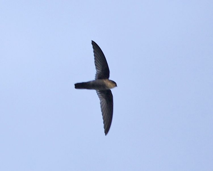 Aerodramus vanikorensis