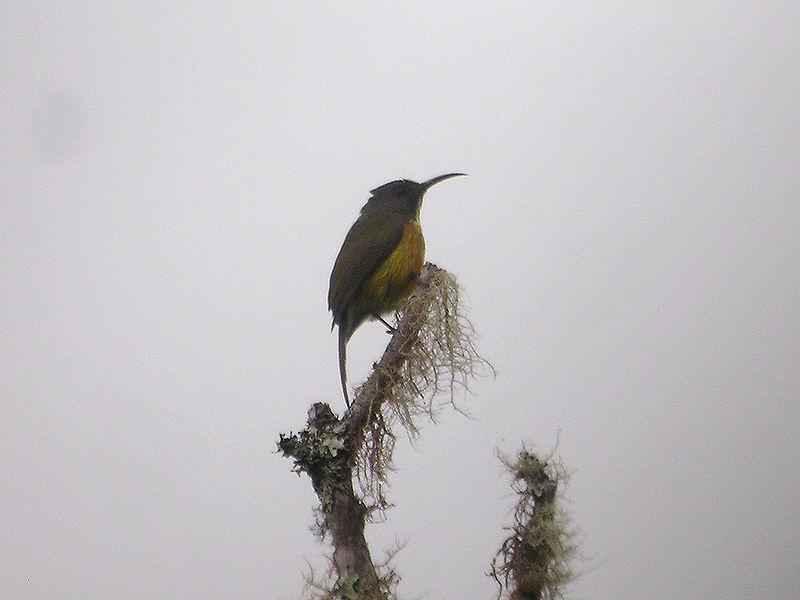 Aethopyga boltoni