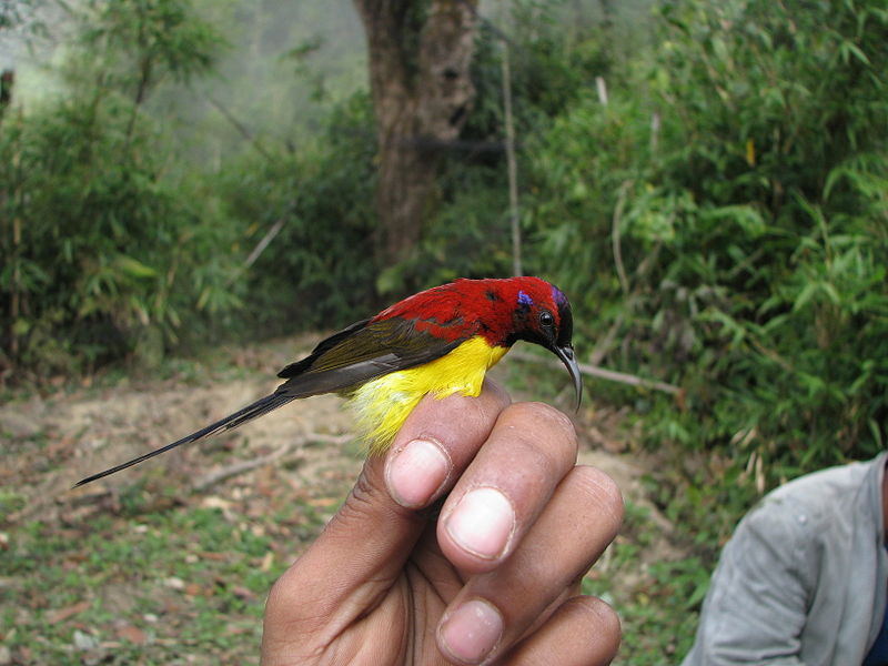 Aethopyga gouldiae