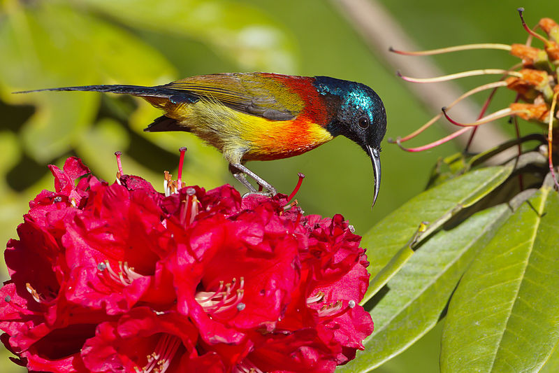 Aethopyga nipalensis