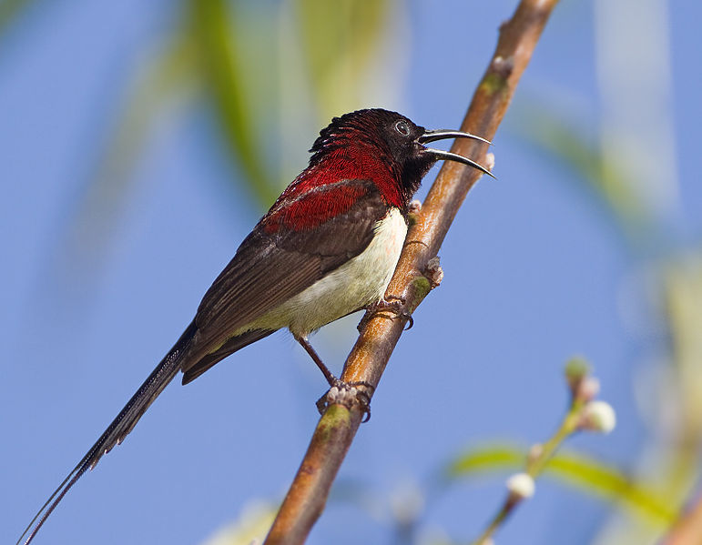 Aethopyga saturata