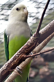Agapornis canus