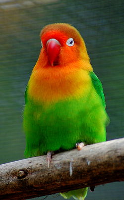 Agapornis fischeri