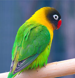 Agapornis personatus