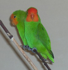 Agapornis pullarius