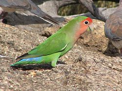 Agapornis roseicollis