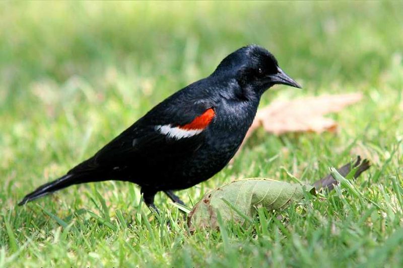 Agelaius tricolor