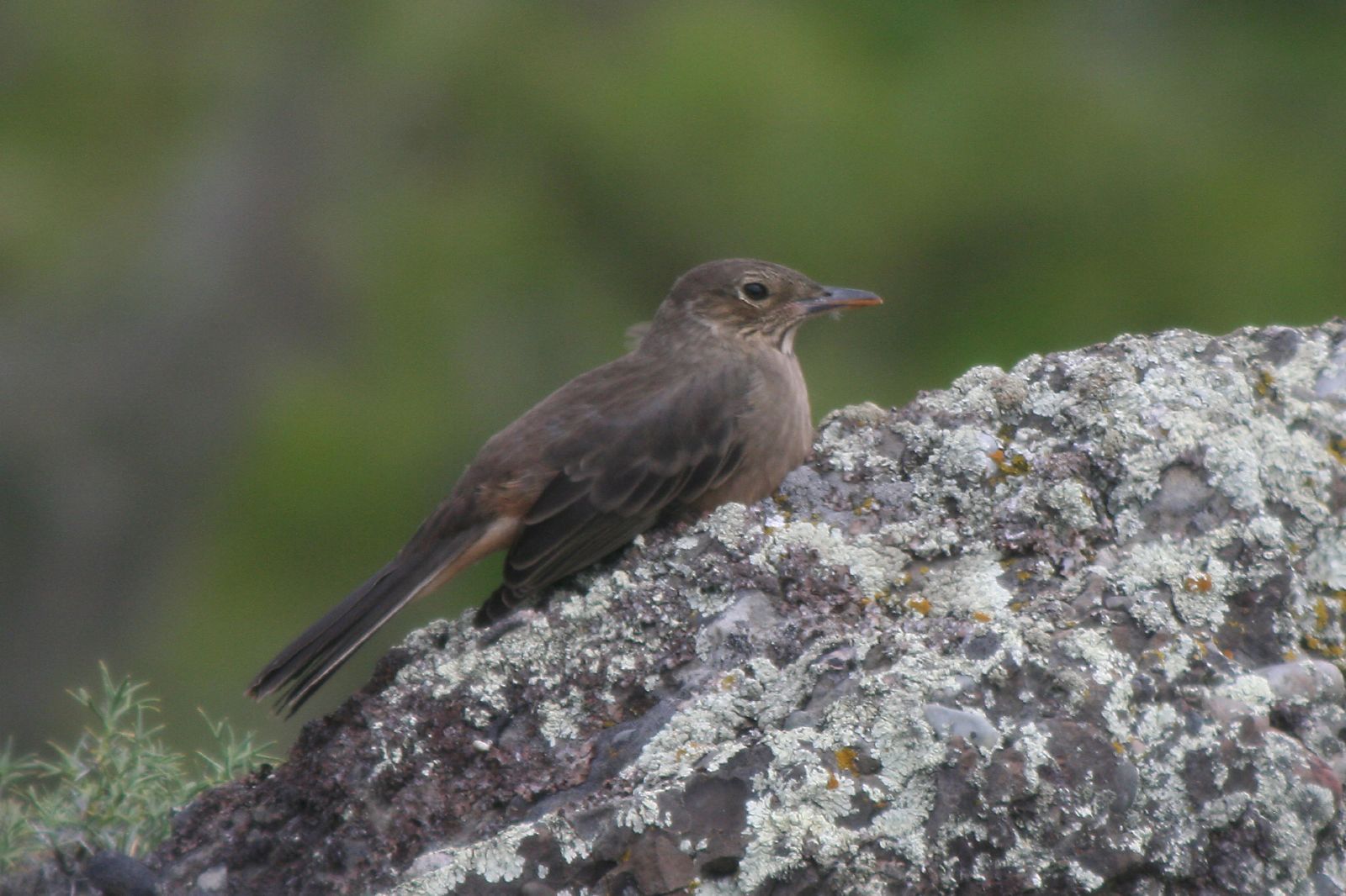 Agriornis lividus