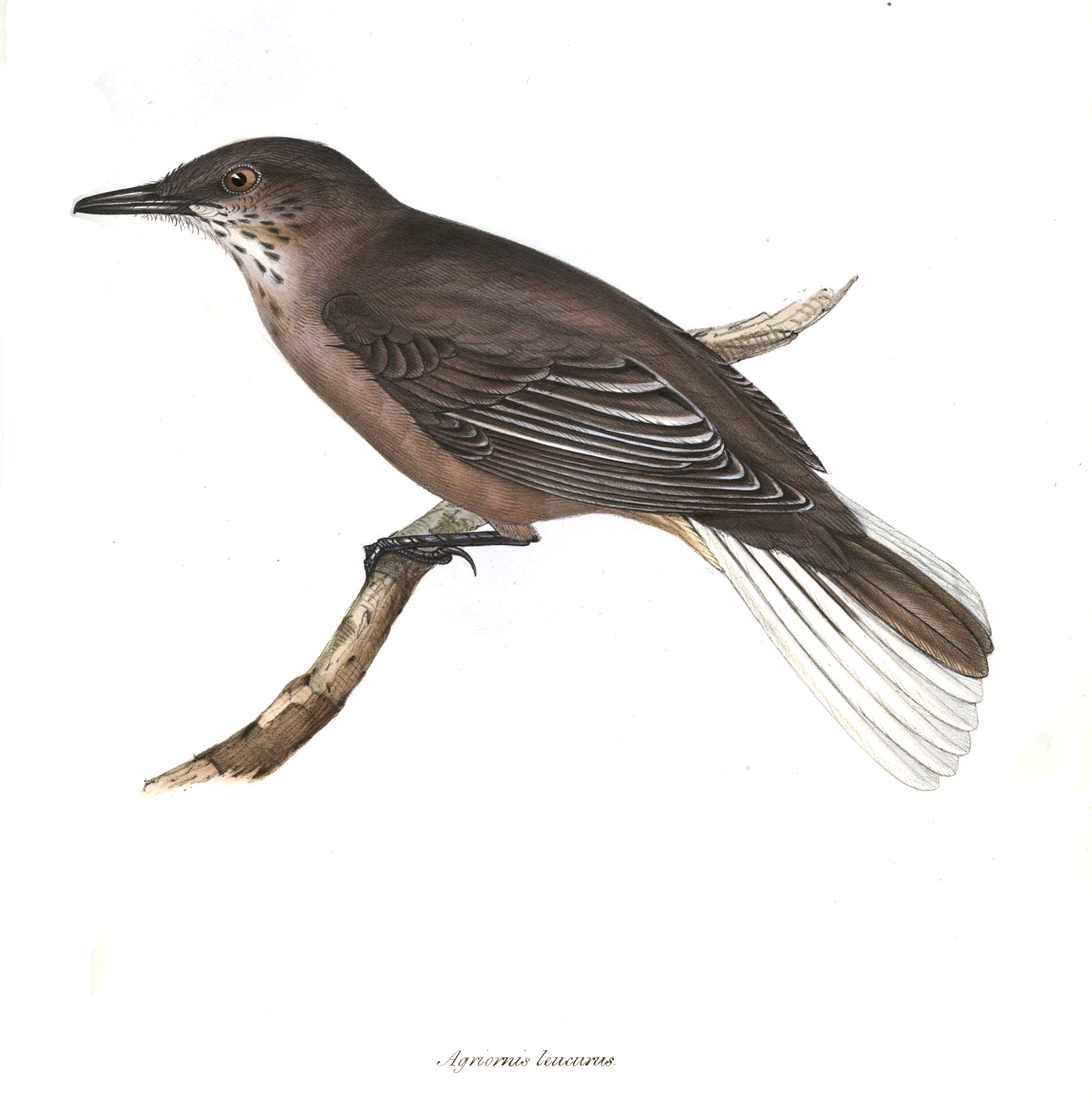 Agriornis montanus