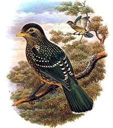 Ailuroedus crassirostris