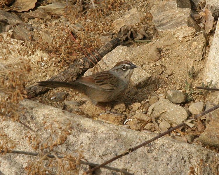 Aimophila notosticta