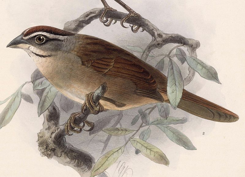 Aimophila rufescens