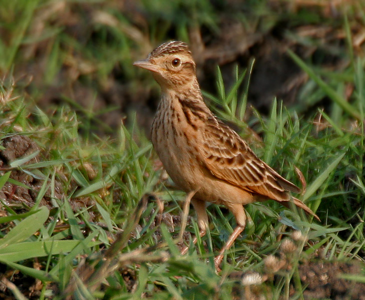 Alauda gulgula