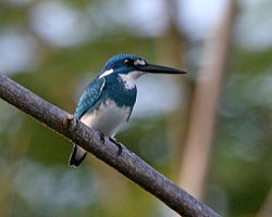 Alcedo coerulescens