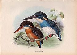 Alcedo euryzona