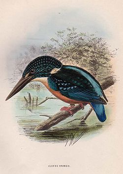 Alcedo hercules