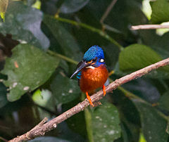 Alcedo meninting