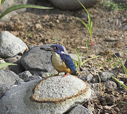 Alcedo semitorquata