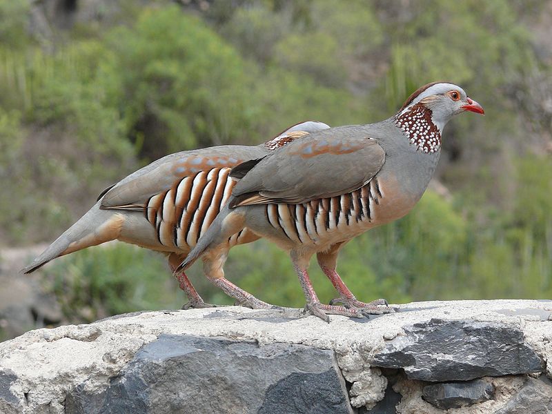 Alectoris barbara