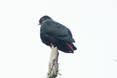 Alectroenas madagascariensis