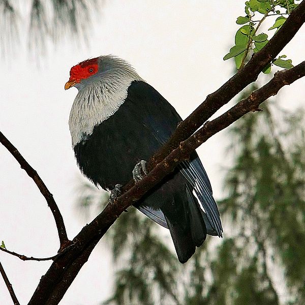Alectroenas pulcherrimus