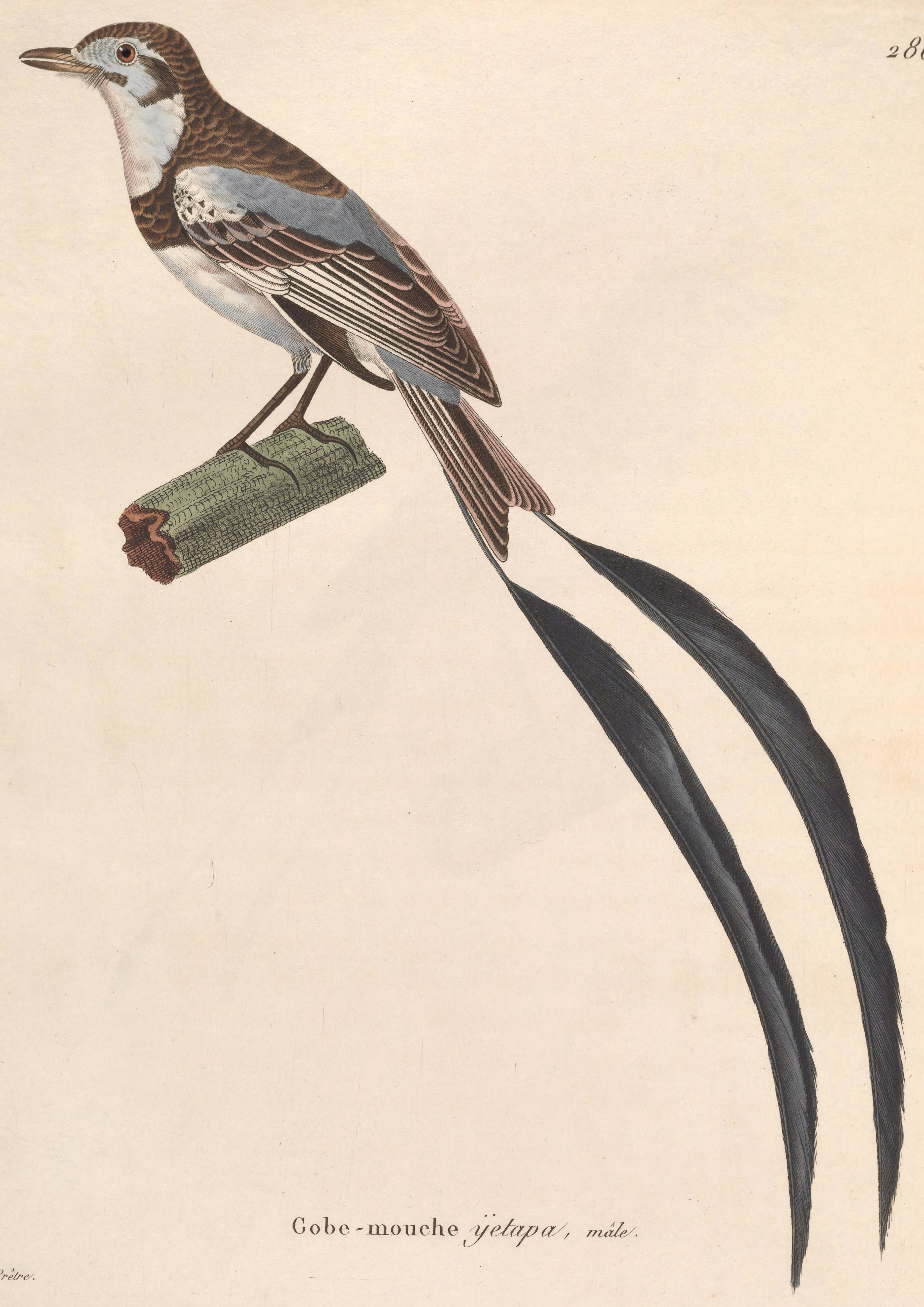 Alectrurus risora