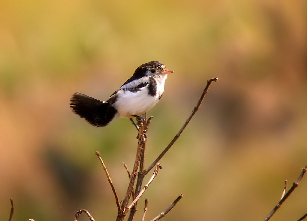Alectrurus tricolor
