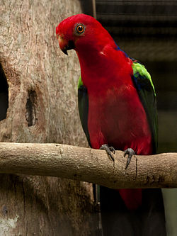 Alisterus chloropterus