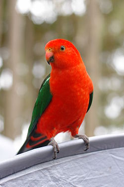 Alisterus scapularis